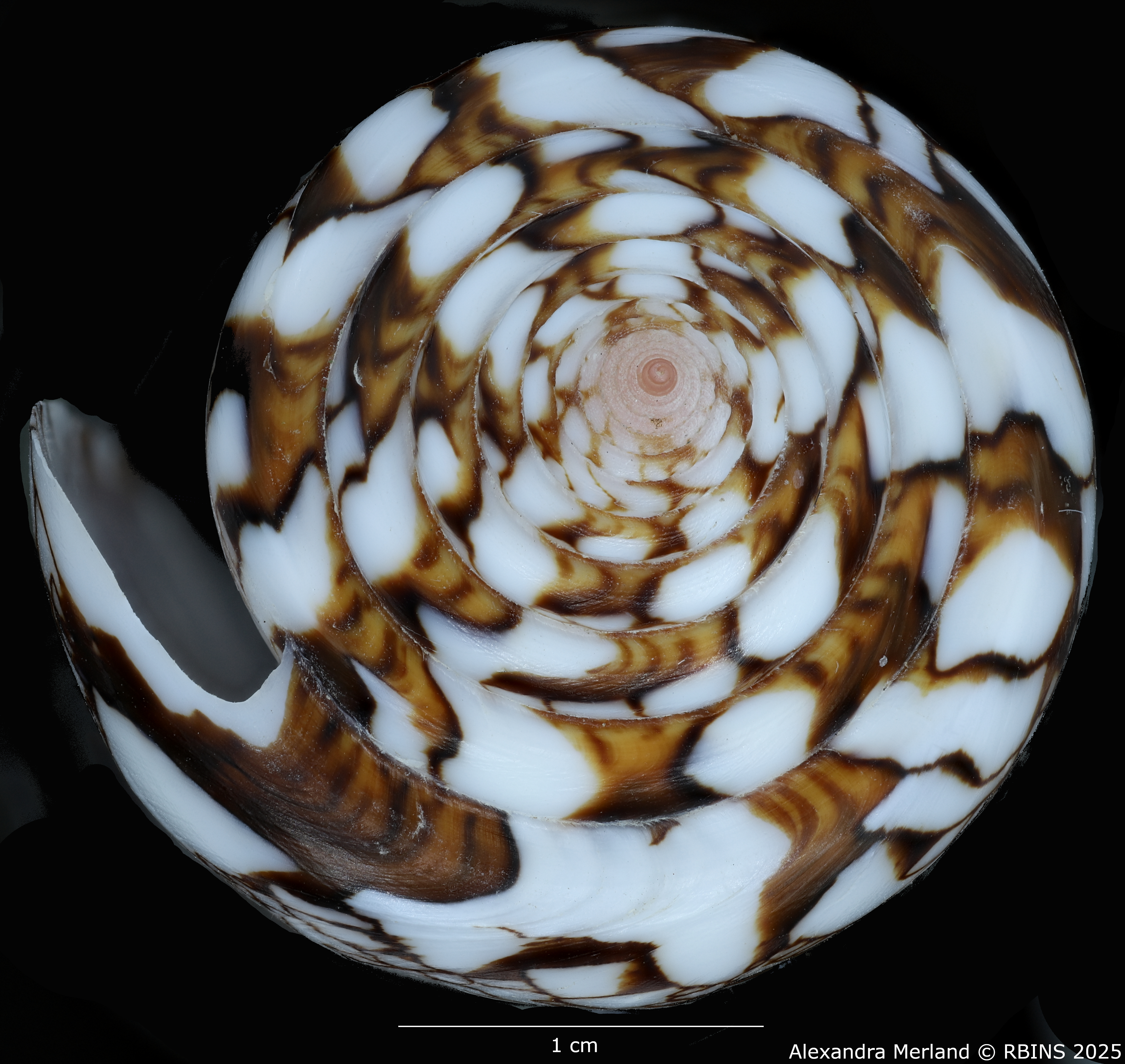 BE-RBINS-INV-MT-3919-Cylinder-bengalensis-sumbawaensis-pt-Top.jpg