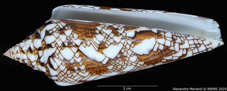 BE-RBINS-INV-MT-3919-Cylinder-bengalensis-sumbawaensis-pt-V.jpg BE-RBINS-INV-MT-3919-Cylinder-bengalensis-sumbawaensis-pt-V.jpg