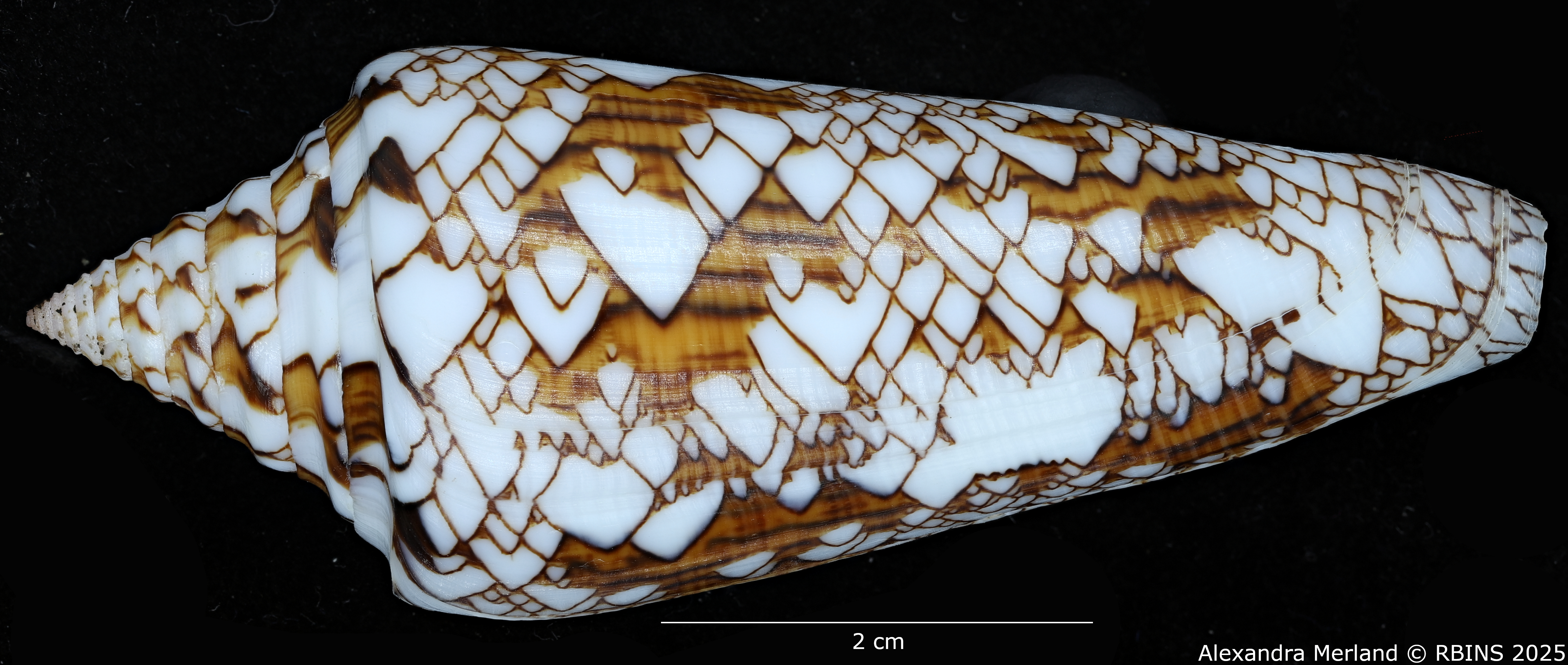 BE-RBINS-INV-MT-3918-Cylinder-bengalensis-sumbawaensis-ht-D.jpg