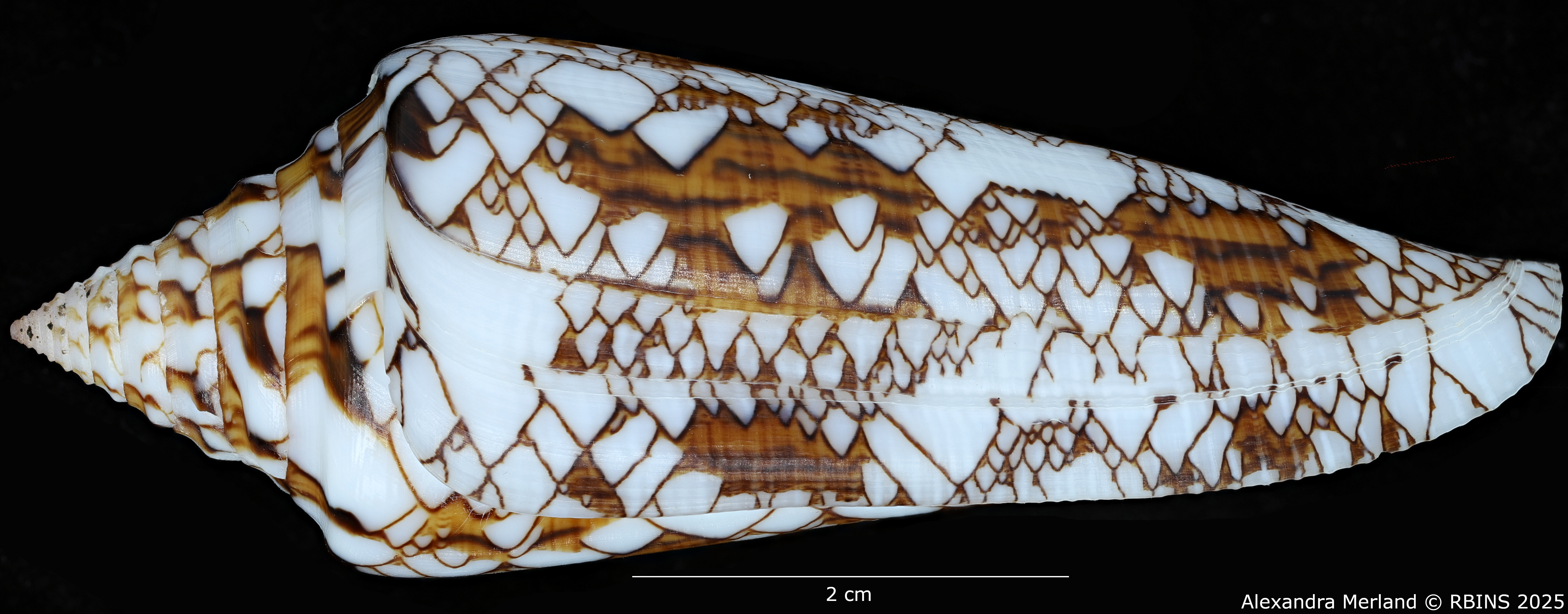 BE-RBINS-INV-MT-3918-Cylinder-bengalensis-sumbawaensis-ht-L.jpg