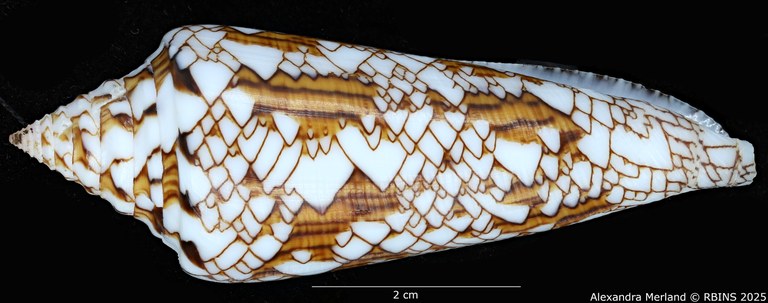 BE-RBINS-INV-MT-3918-Cylinder-bengalensis-sumbawaensis-ht-L2.jpg BE-RBINS-INV-MT-3918-Cylinder-bengalensis-sumbawaensis-ht-L2.jpg