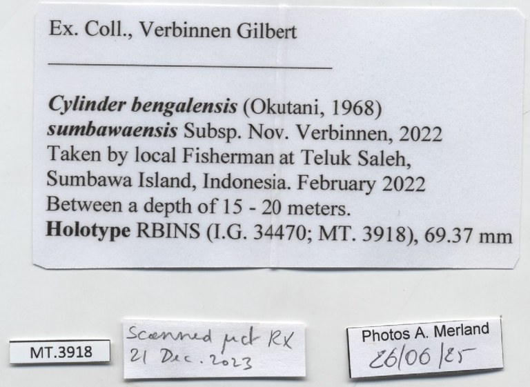 BE-RBINS-INV-MT-3918-Cylinder-bengalensis-sumbawaensis-ht-label.jpg BE-RBINS-INV-MT-3918-Cylinder-bengalensis-sumbawaensis-ht-label.jpg