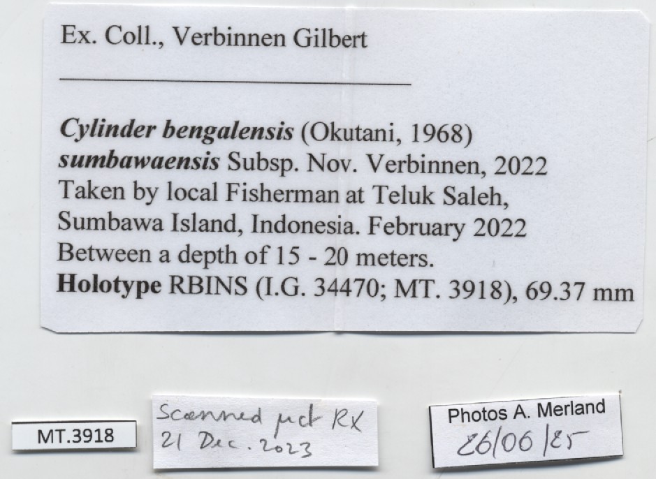 BE-RBINS-INV-MT-3918-Cylinder-bengalensis-sumbawaensis-ht-label.jpg
