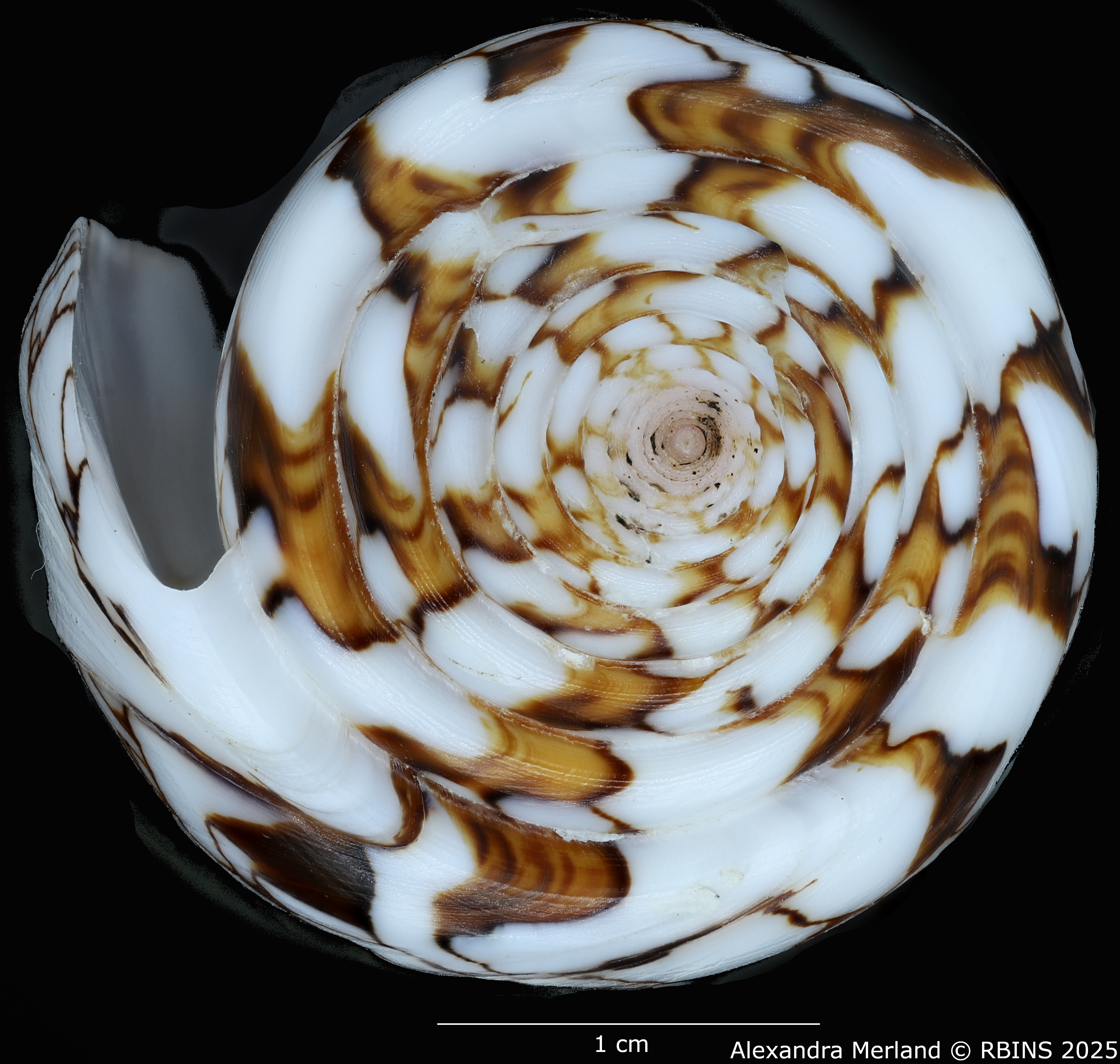 BE-RBINS-INV-MT-3918-Cylinder-bengalensis-sumbawaensis-ht-Top.jpg