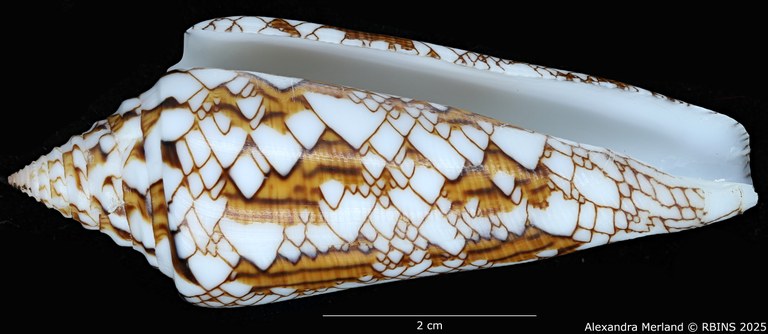 BE-RBINS-INV-MT-3918-Cylinder-bengalensis-sumbawaensis-ht-V.jpg BE-RBINS-INV-MT-3918-Cylinder-bengalensis-sumbawaensis-ht-V.jpg