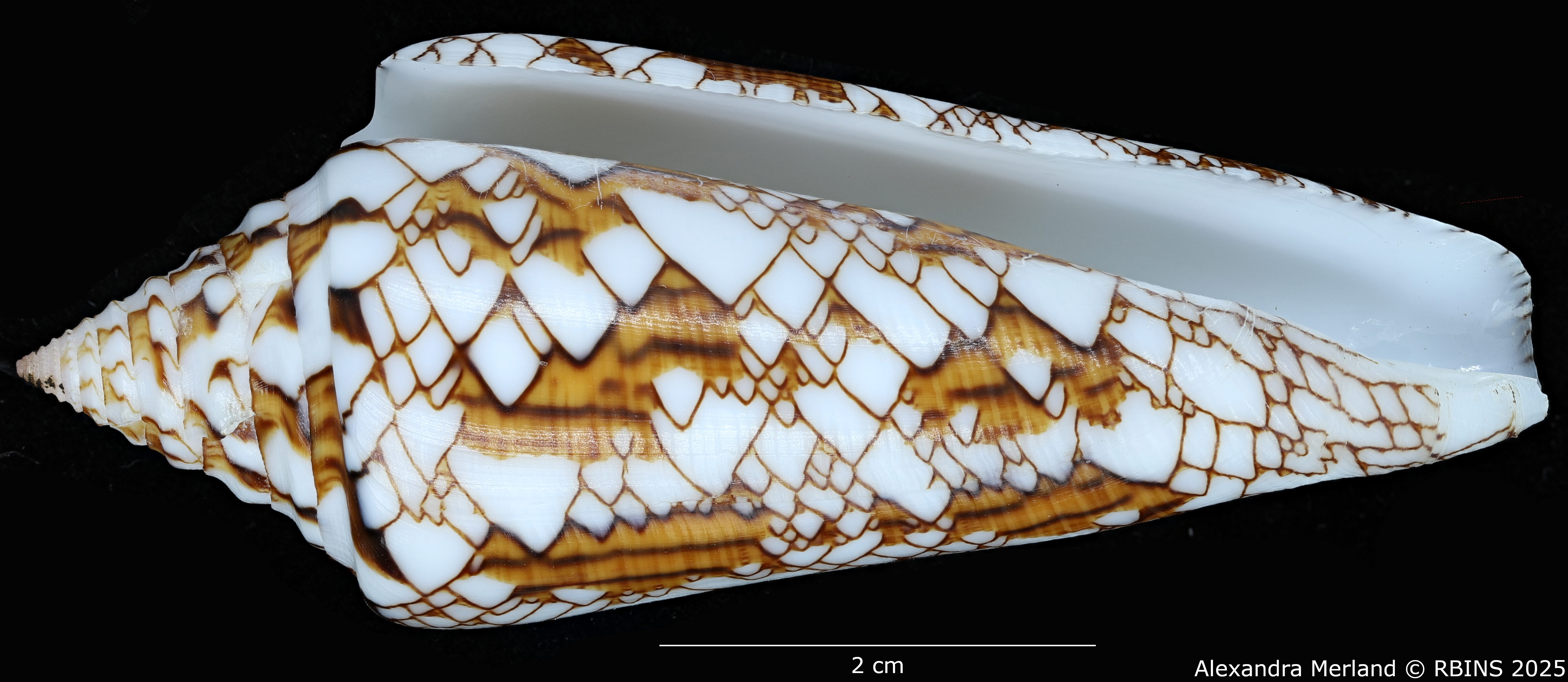 BE-RBINS-INV-MT-3918-Cylinder-bengalensis-sumbawaensis-ht-V.jpg