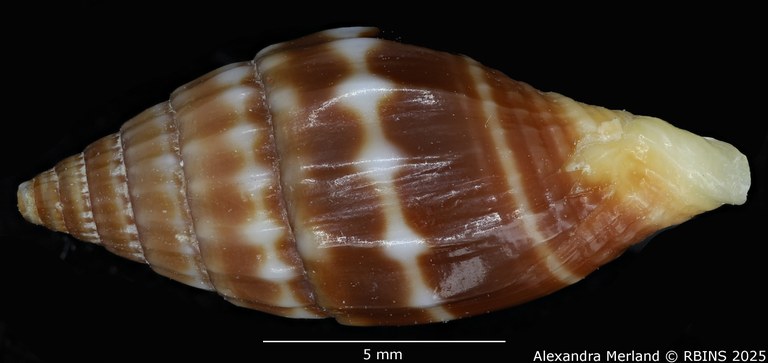 BE-RBINS-INV-MT-2233-Vexillum-geronimae-pt-L2.jpg