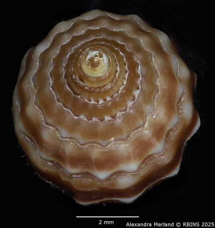 BE-RBINS-INV-MT-2233-Vexillum-geronimae-pt-Top.jpg