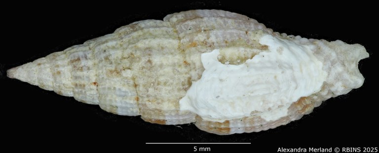 BE-RBINS-INV-MT-2235-Vexillum-giselae-pt-D.jpg