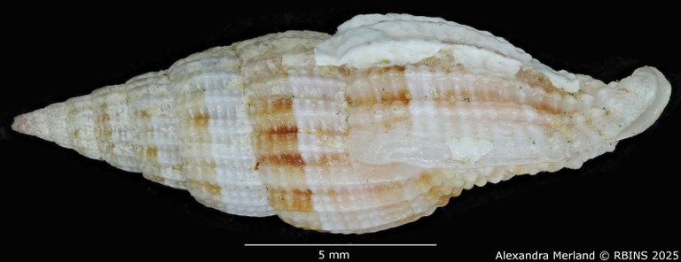 BE-RBINS-INV-MT-2235-Vexillum-giselae-pt-L.jpg