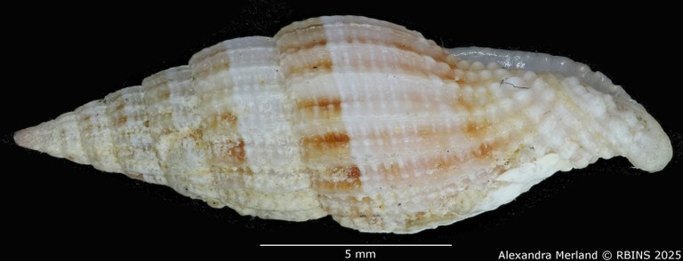 BE-RBINS-INV-MT-2235-Vexillum-giselae-pt-L2.jpg
