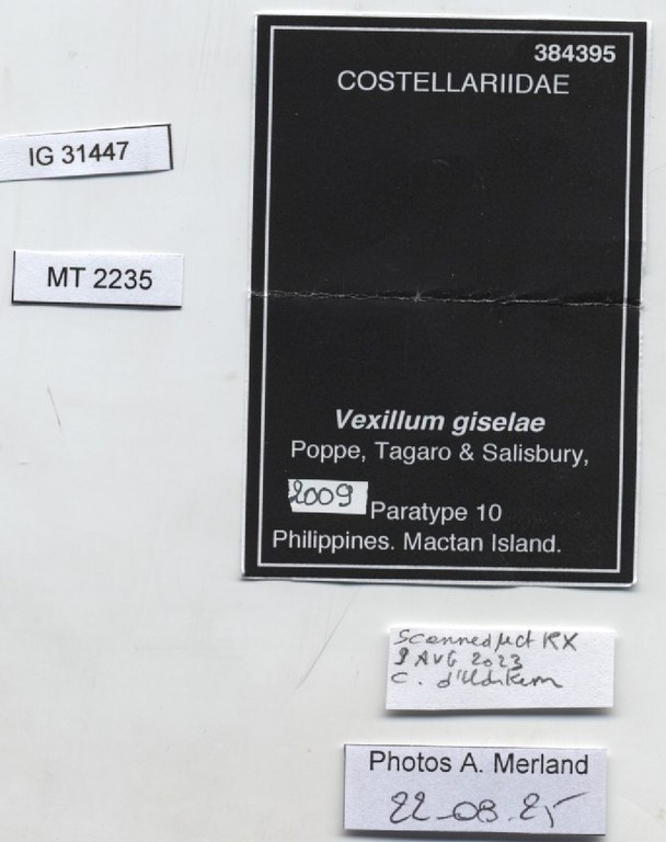 BE-RBINS-INV-MT-2235-Vexillum-giselae-pt-label.jpg