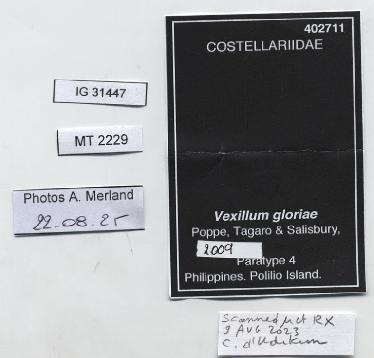 BE-RBINS-INV-MT-2229-Vexillum-gloriae-pt-label.jpg