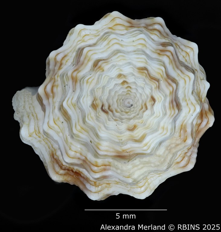 BE-RBINS-INV-MT-2229-Vexillum-gloriae-pt-Top.jpg