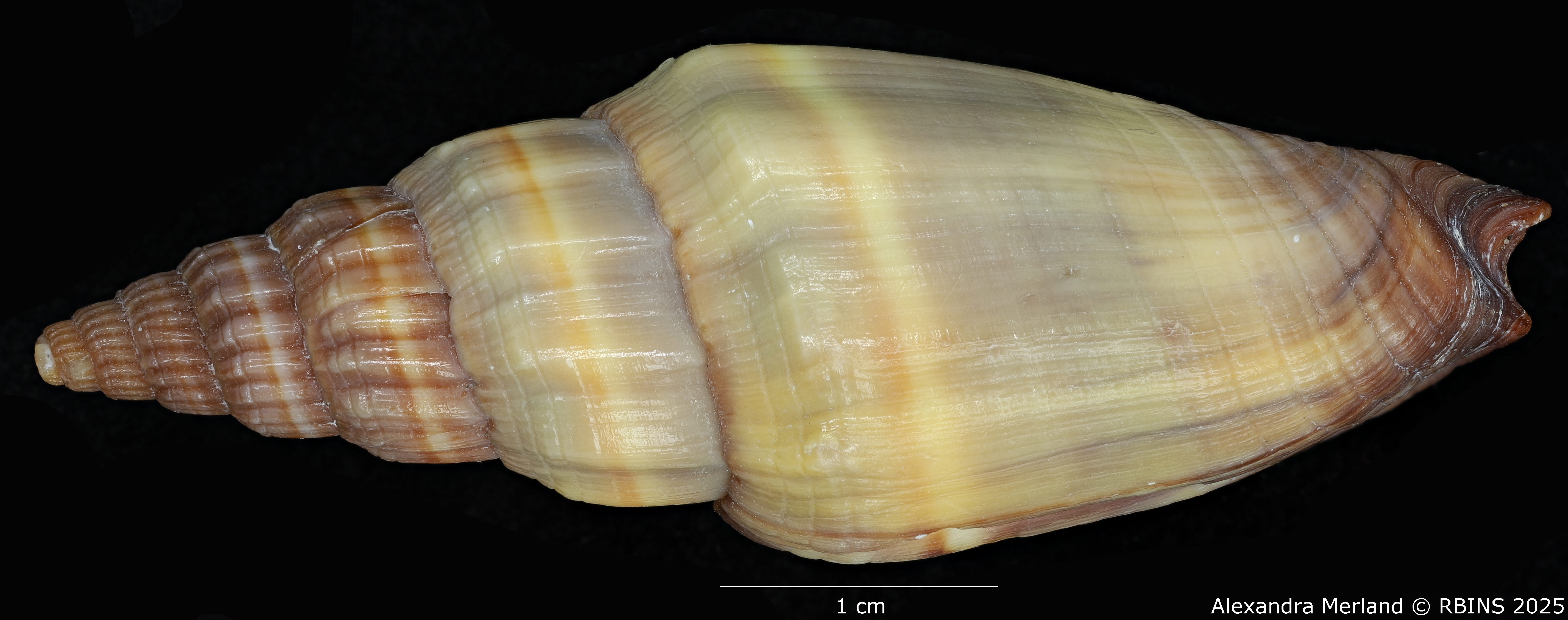 BE-RBINS-INV-MT-3397-Vexillum-houarti-ht-D.jpg
