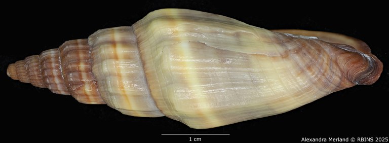 BE-RBINS-INV-MT-3397-Vexillum-houarti-ht-L.jpg
