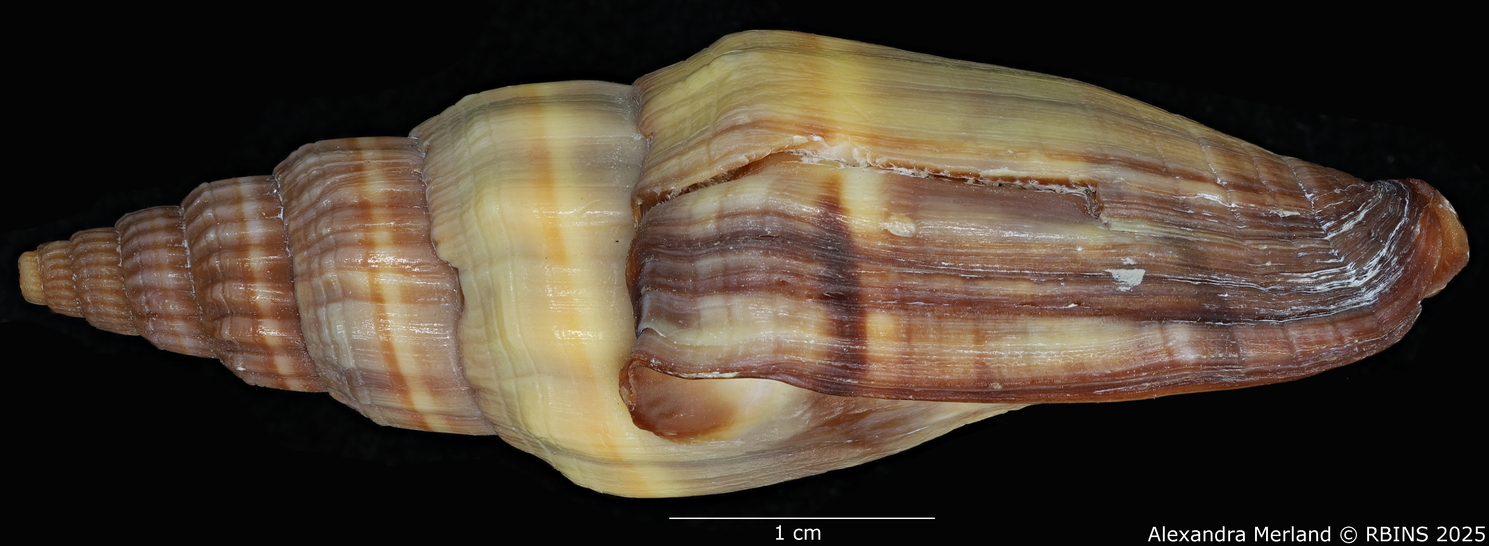 BE-RBINS-INV-MT-3397-Vexillum-houarti-ht-L2.jpg