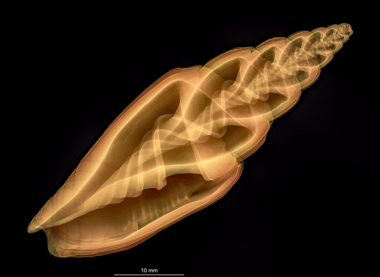 scaled-oral-transparent.jpg