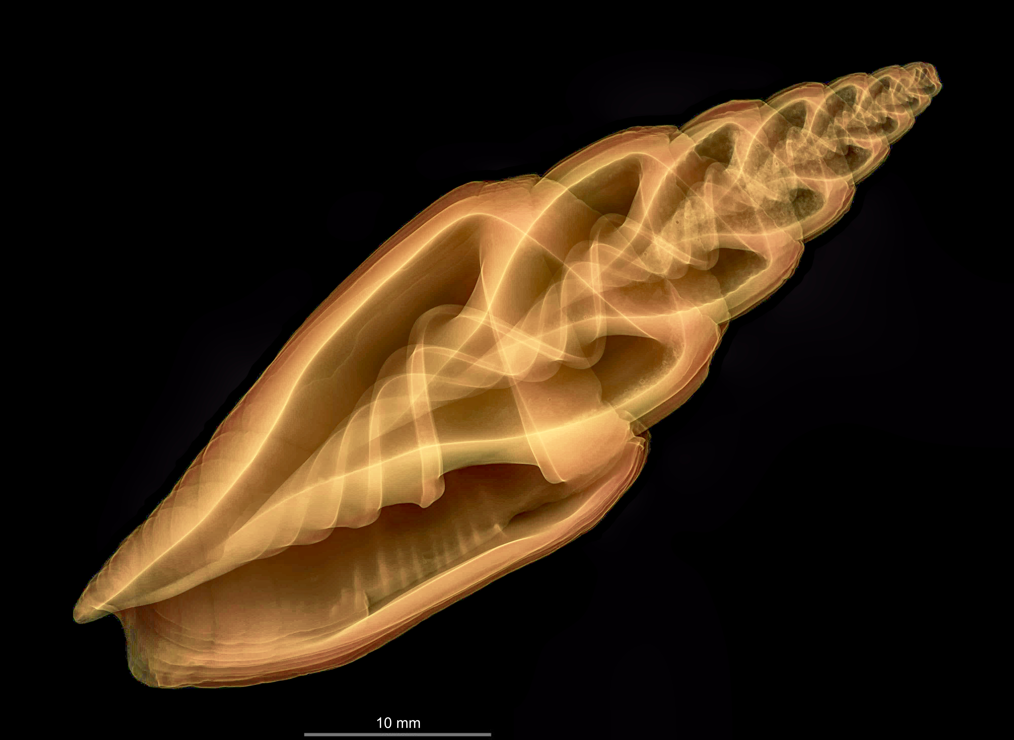 scaled-oral-transparent.jpg
