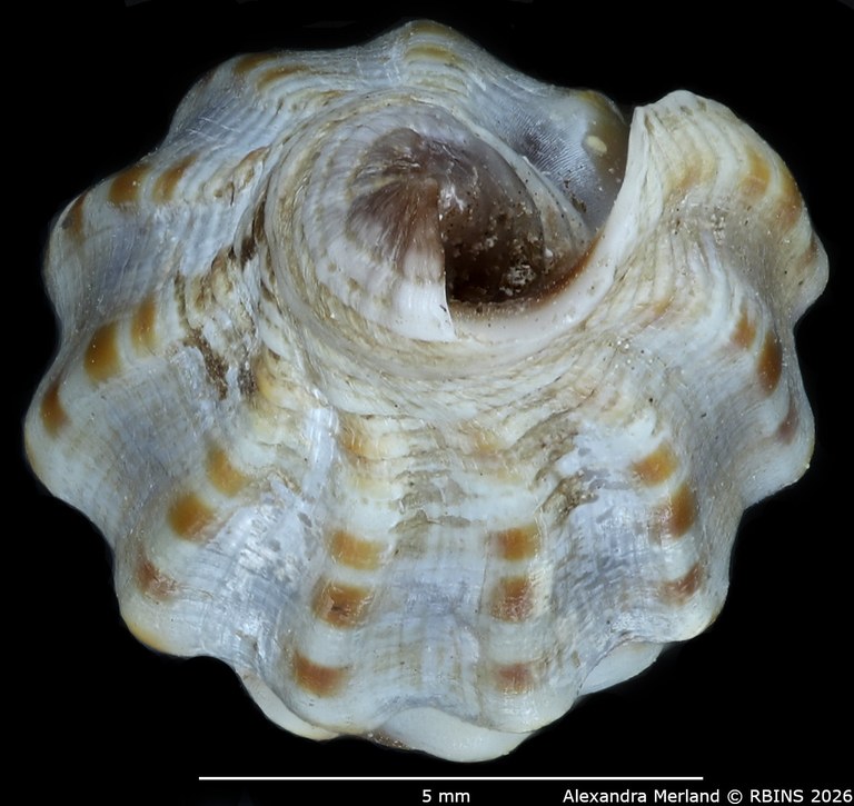 BE-RBINS-INV-MT-2019-Vexillum-michaui-ltp-Bottom.jpg