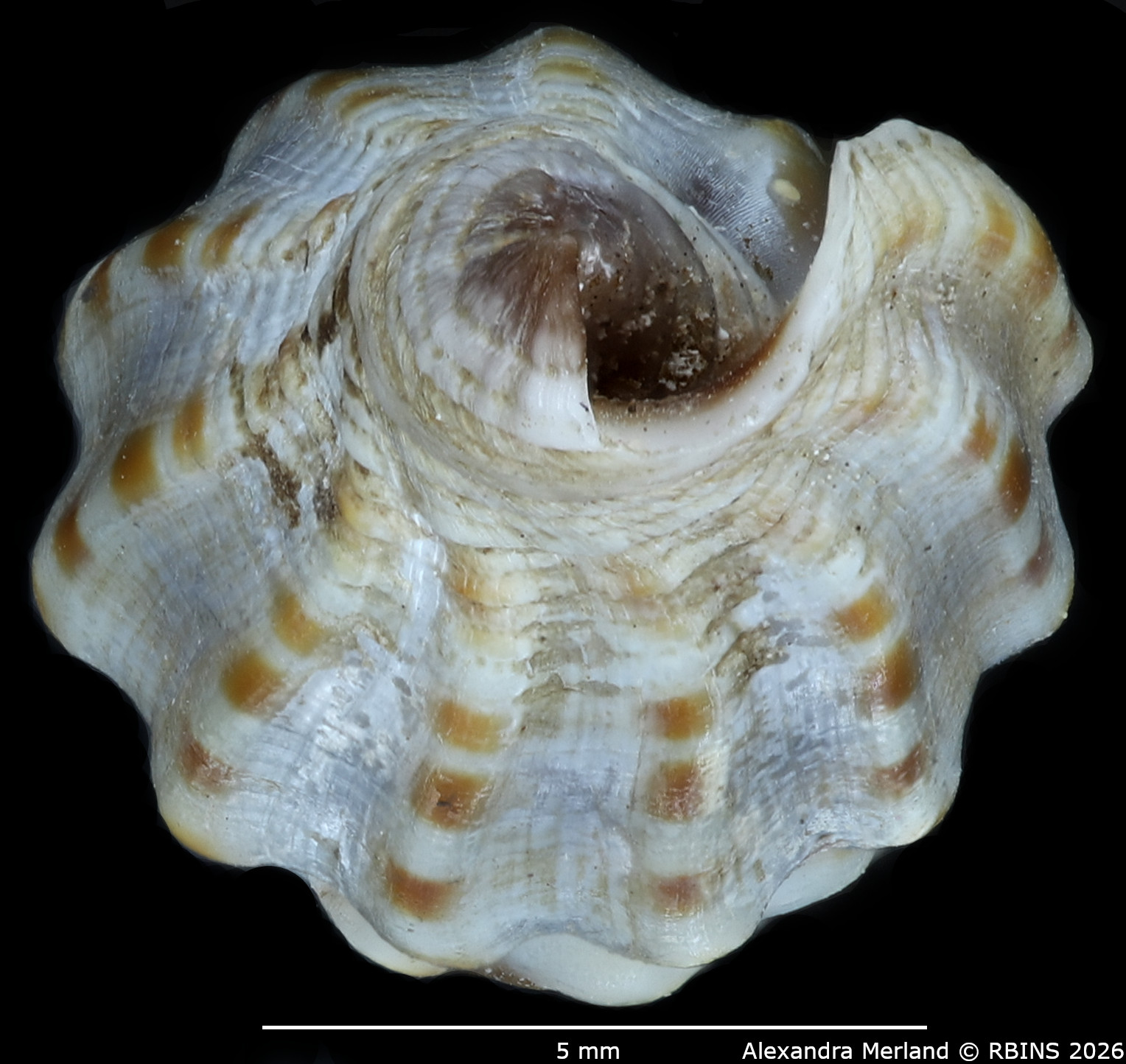 BE-RBINS-INV-MT-2019-Vexillum-michaui-ltp-Bottom.jpg