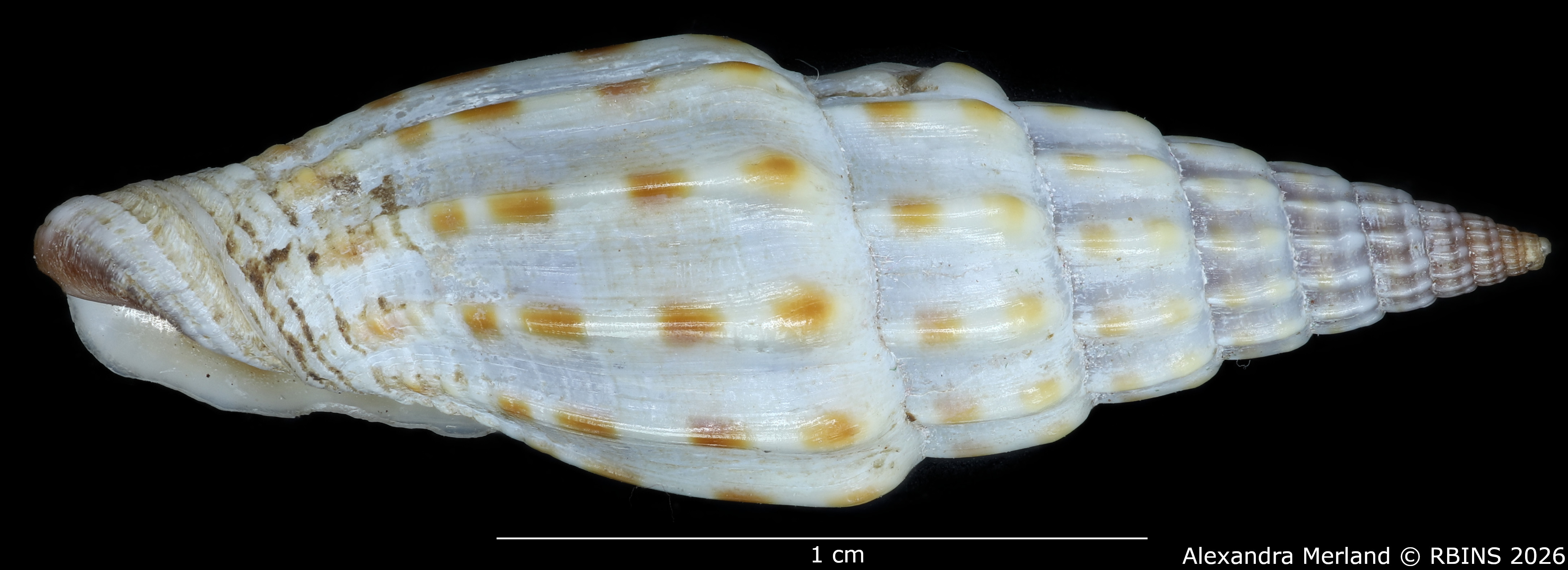 BE-RBINS-INV-MT-2019-Vexillum-michaui-ltp-L.jpg