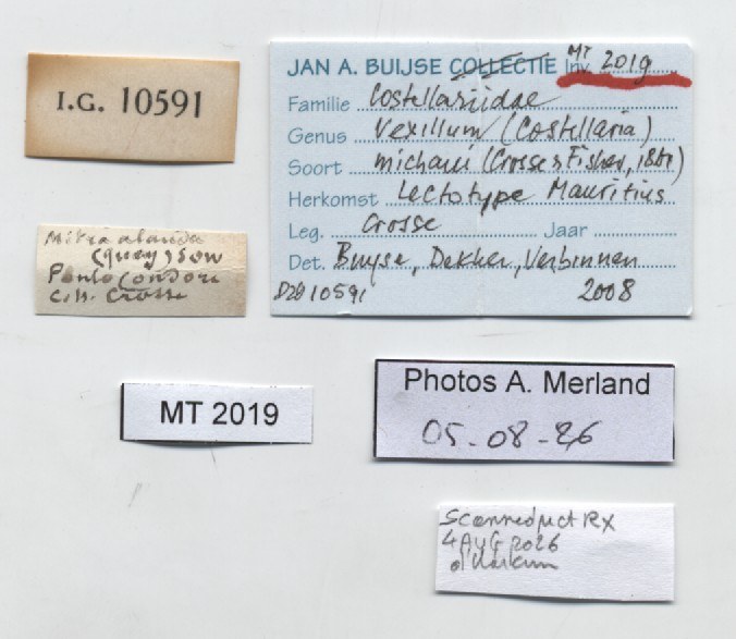 BE-RBINS-INV-MT-2019-Vexillum-michaui-ltp-label.jpg