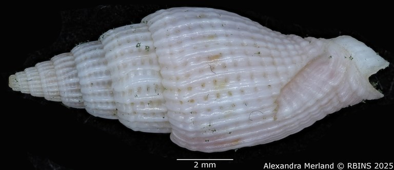 BE-RBINS-INV-MT-2236-Vexillum-pelaezi-pt-D.jpg