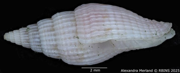 BE-RBINS-INV-MT-2236-Vexillum-pelaezi-pt-L.jpg