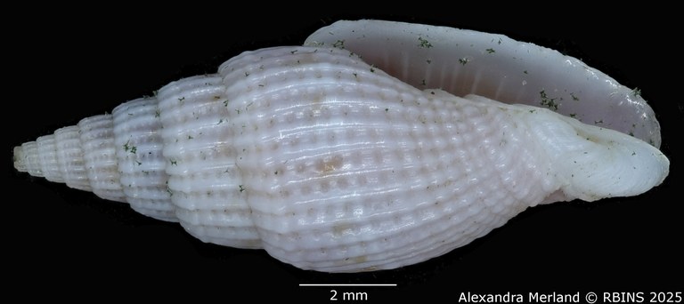 BE-RBINS-INV-MT-2236-Vexillum-pelaezi-pt-L2.jpg