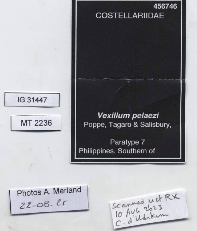 BE-RBINS-INV-MT-2236-Vexillum-pelaezi-pt-label.jpg