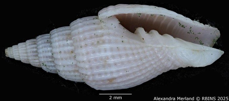 BE-RBINS-INV-MT-2236-Vexillum-pelaezi-pt-V.jpg