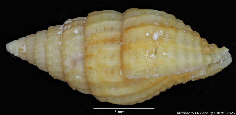 BE-RBINS-INV-MT-2234-Vexillum-renatoi-pt-L.jpg