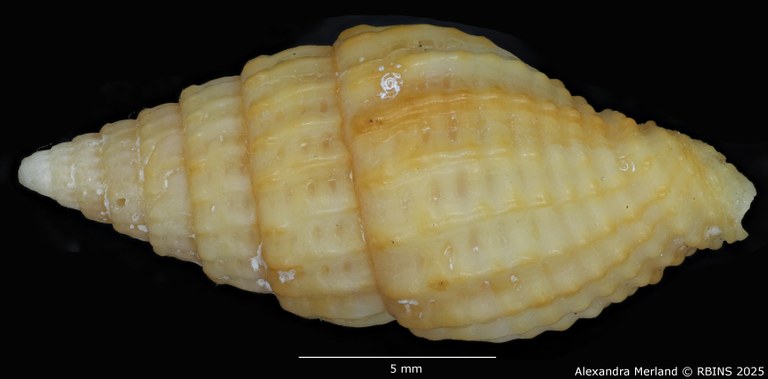 BE-RBINS-INV-MT-2234-Vexillum-renatoi-pt-L2.jpg