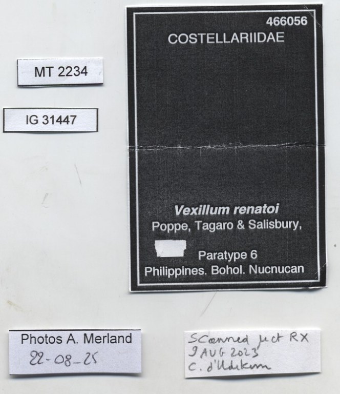 BE-RBINS-INV-MT-2234-Vexillum-renatoi-pt-label.jpg