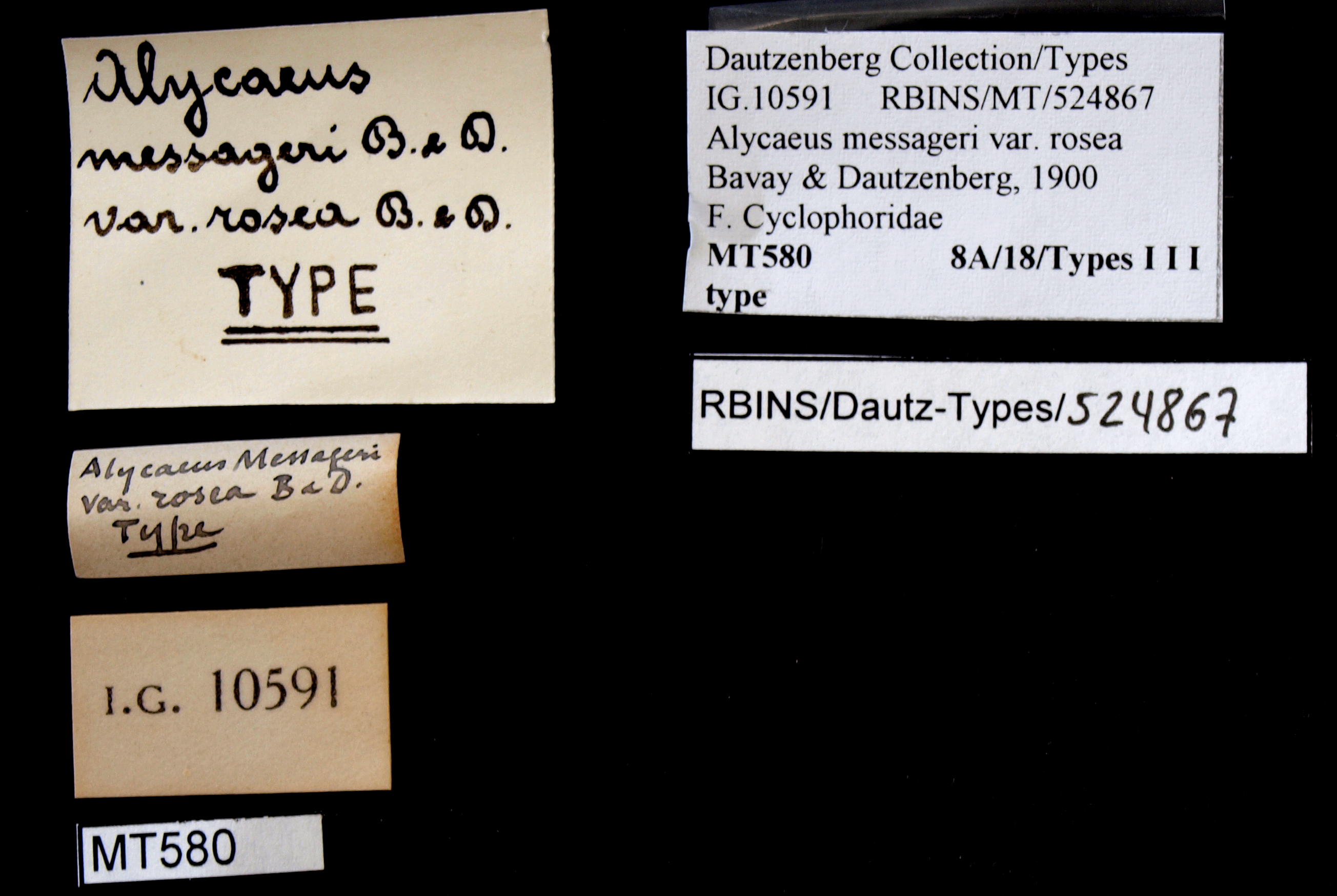 BE-RBINS-INV TYPE MT 580 Alyceaus (Dioryx) messageri var. rosea LABELS.jpg