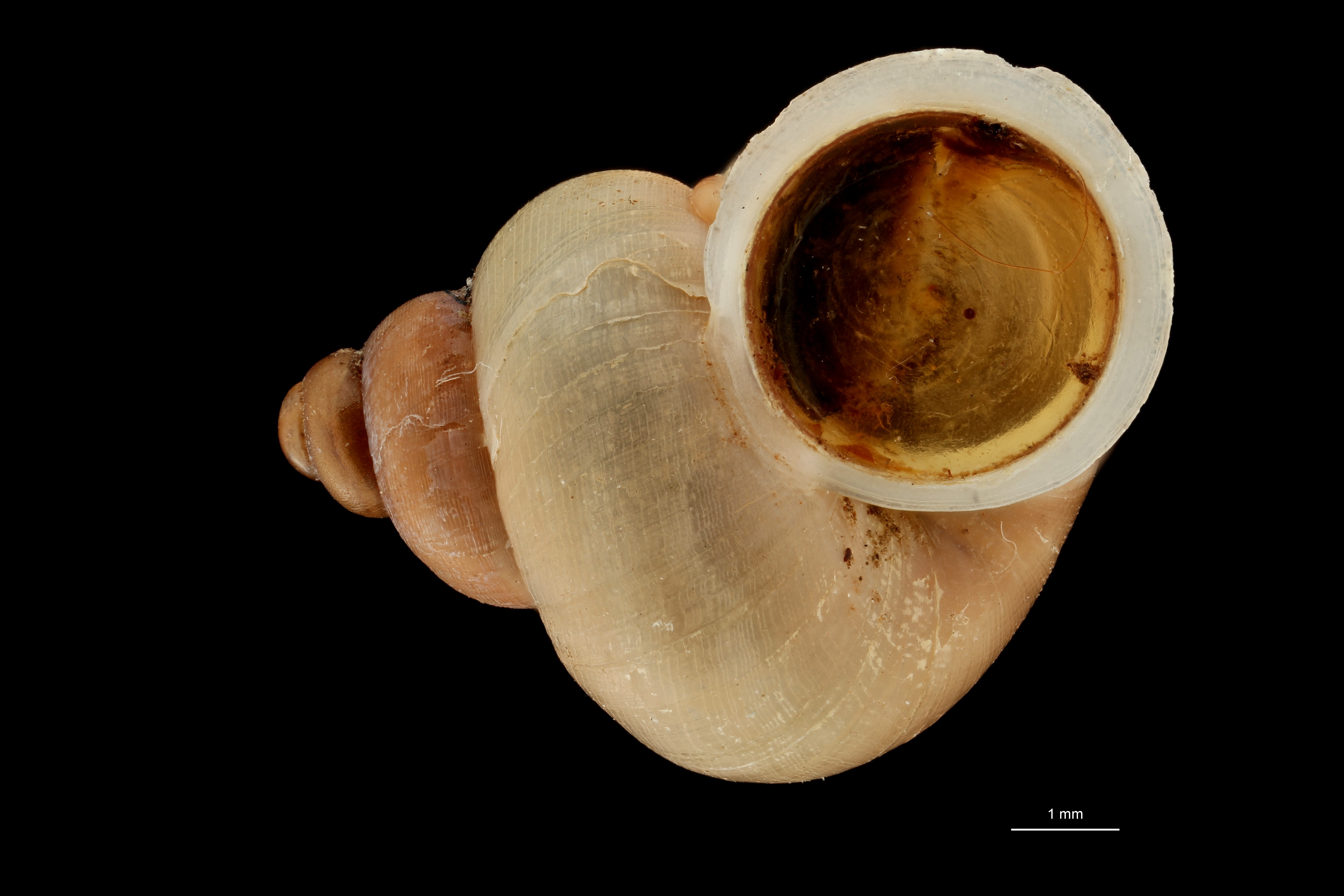BE-RBINS-INV TYPE MT 580 Alyceaus (Dioryx) messageri var. rosea VENTRAL ZS PMax Scaled.jpg