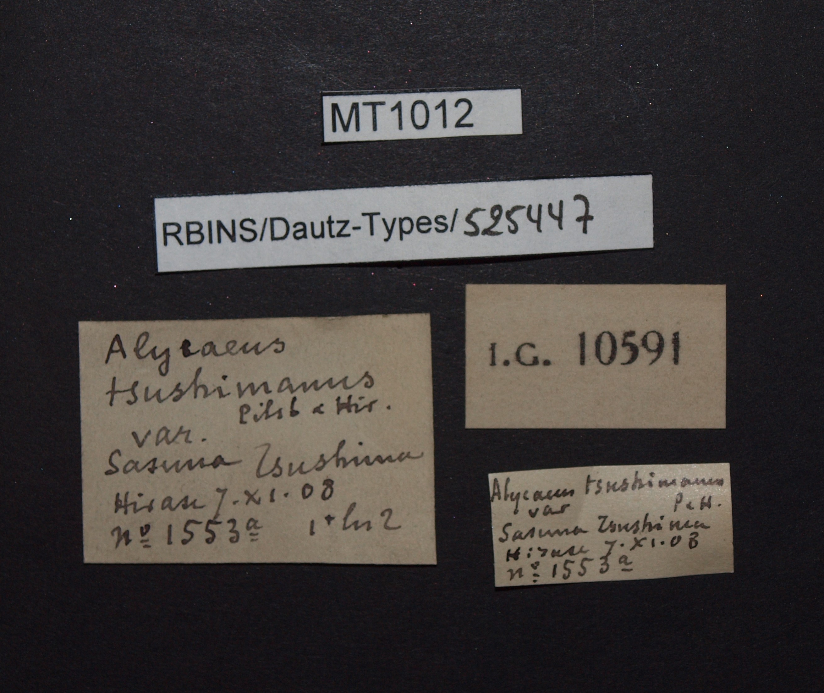 BE-RBINS-INV PARATYPE MT 1012 Alycaeus (Metalycaeus) tsushimanus LABELS.jpg