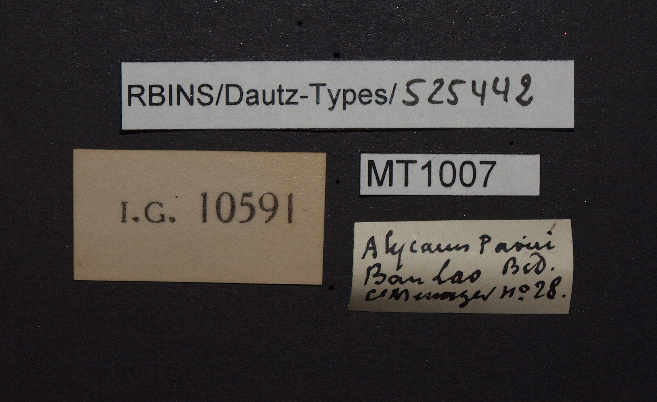 BE-RBINS-INV PARATYPE MT 1007 Alycaeus paviei LABELS.jpg