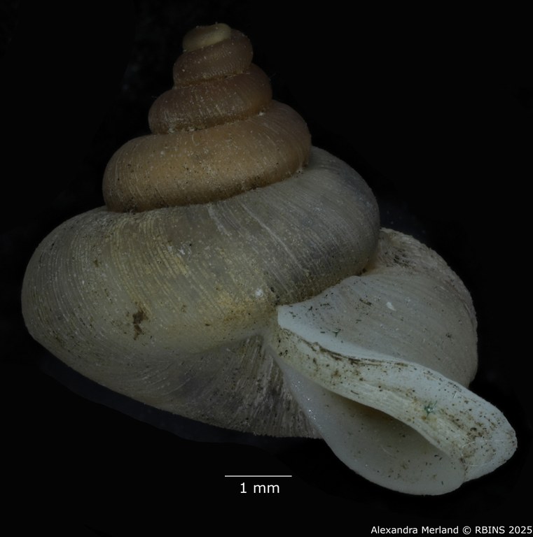 BE-RBINS-INV-MT-2616-Alycaeus-rolfbrandti-pt-L.jpg BE-RBINS-INV-MT-2616-Alycaeus-rolfbrandti-pt-L.jpg