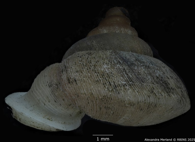 BE-RBINS-INV-MT-2616-Alycaeus-rolfbrandti-pt-L2.jpg BE-RBINS-INV-MT-2616-Alycaeus-rolfbrandti-pt-L2.jpg