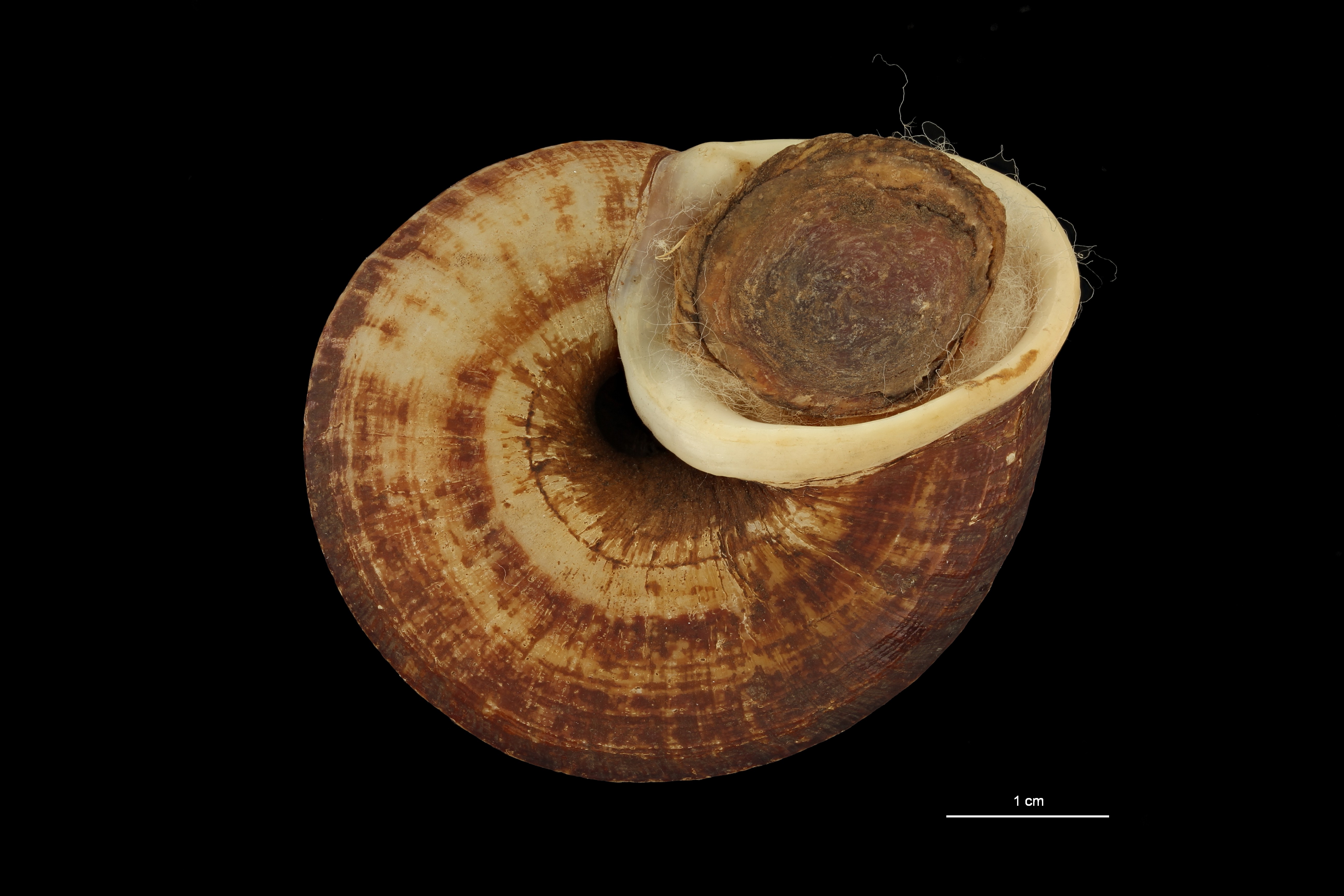 BE-RBINS-INV PARATYPE MT.921/2 Cyclophorus (Glossostylus) trouiensis var. omphalotropis VENTRAL ZS PMax Scaled.jpeg