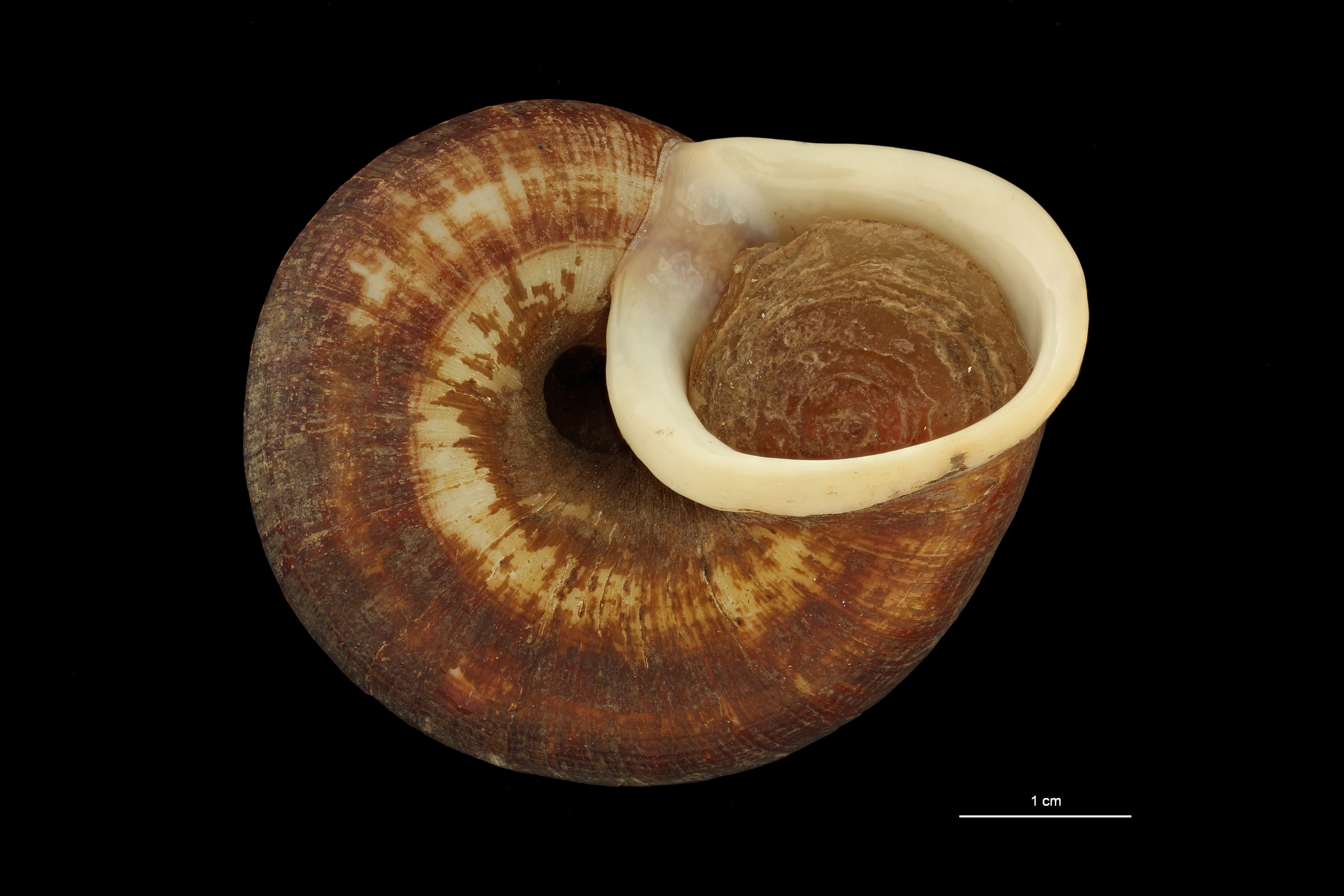 BE-RBINS-INV PARATYPE MT.921/3 Cyclophorus (Glossostylus) trouiensis var. omphalotropis VENTRAL ZS PMax Scaled.jpeg
