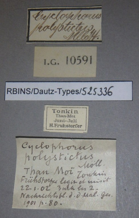 BE-RBINS-INV PARATYPE MT 915/2 Cyclophorus (Eucyclophorus) polystictus LABELS.jpg
