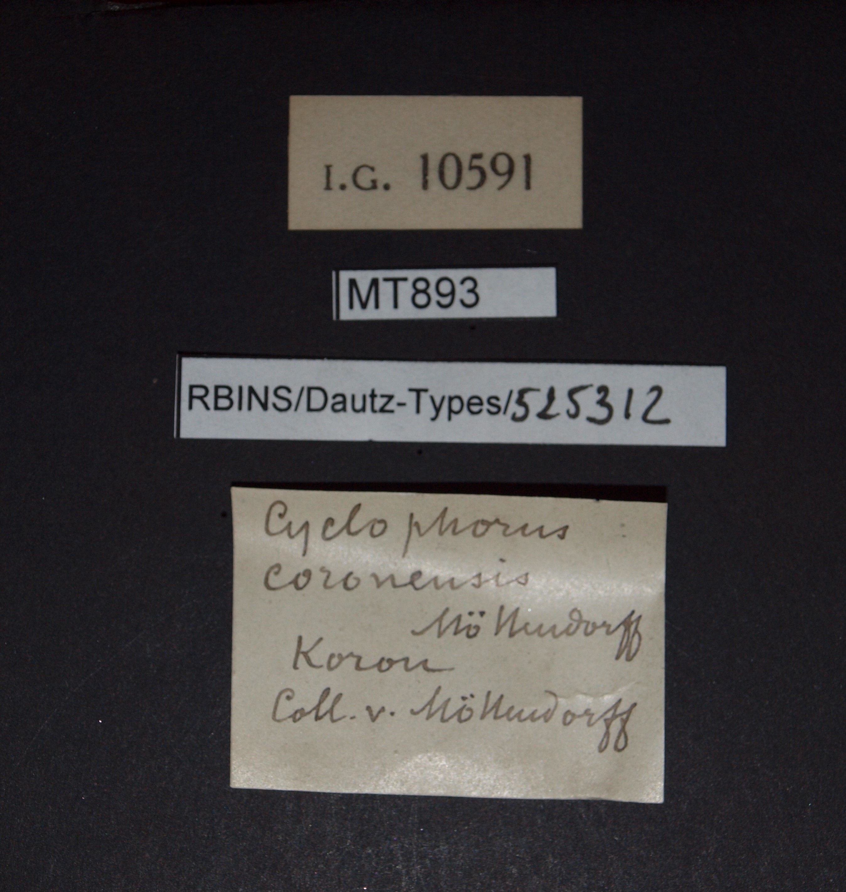 BE-RBINS-INV PARATYPE MT 893 Cyclophorus (Glossostylus) coronensis LABELS.jpg