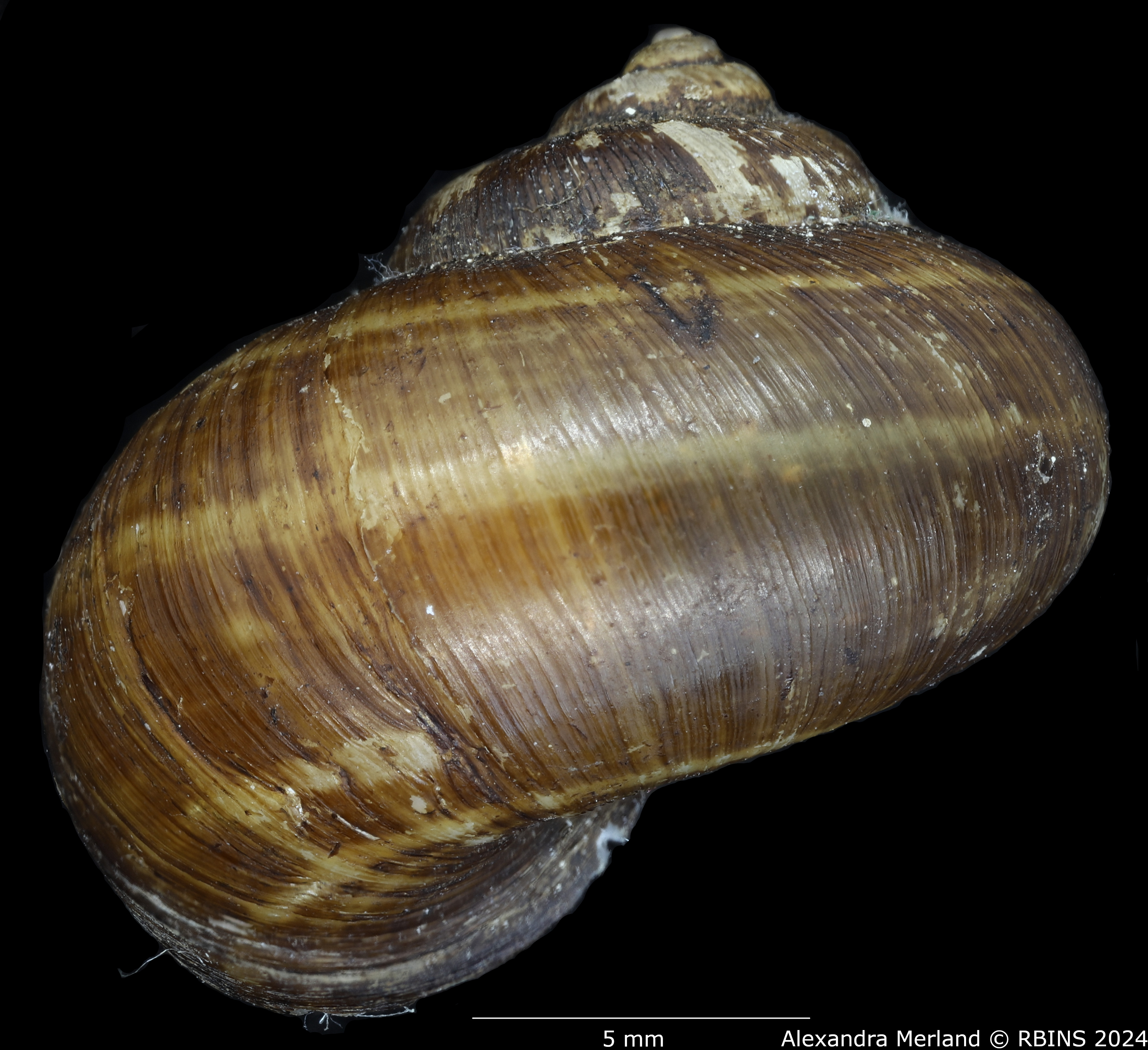 BE-RBINS-INV-MT-2016-Cyclophorus-intermedius-angolensis-st-L2.jpg