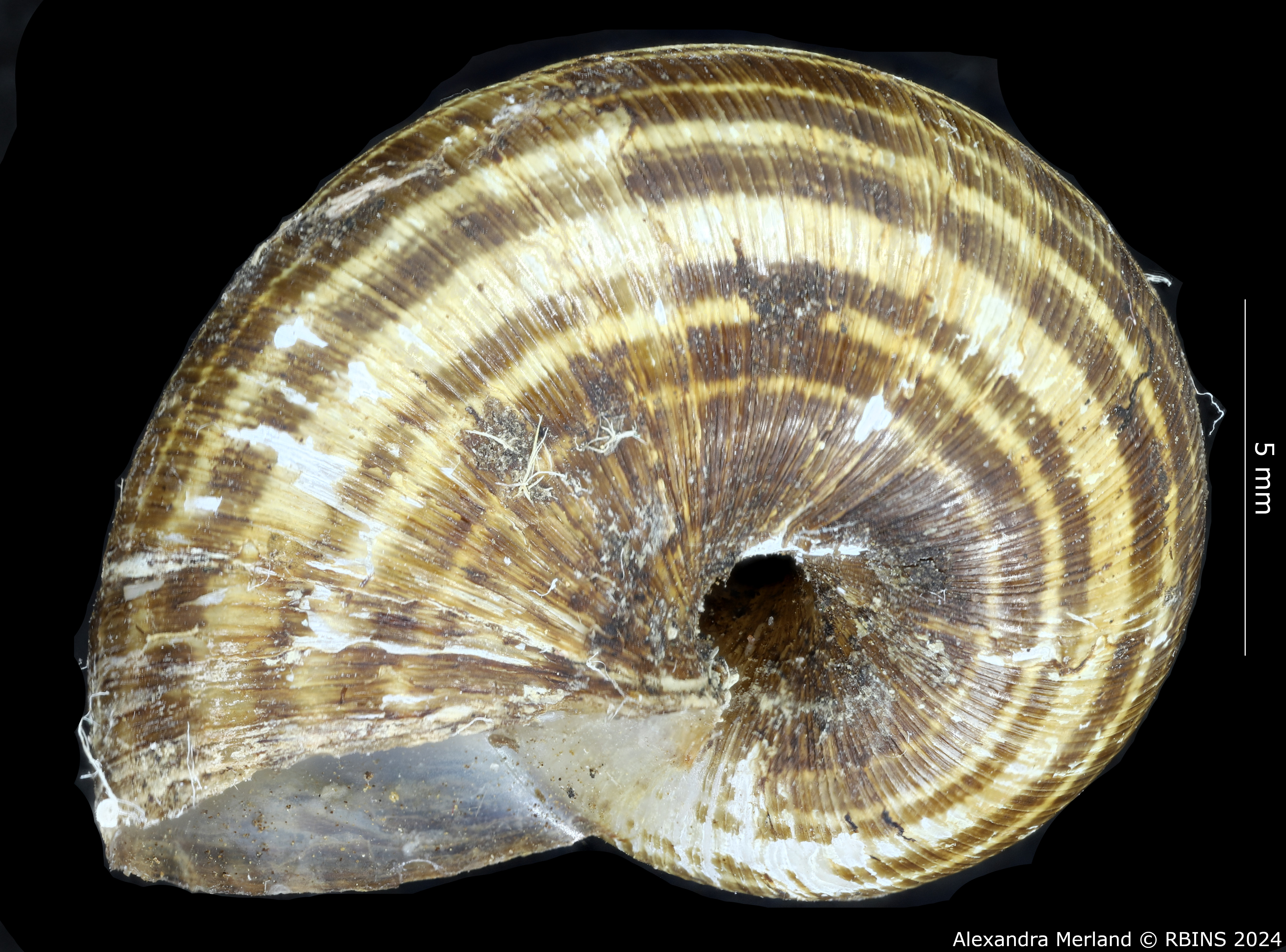 BE-RBINS-INV-MT-2015-Cyclophorus-intermedius-cingulatus-st-V.jpg