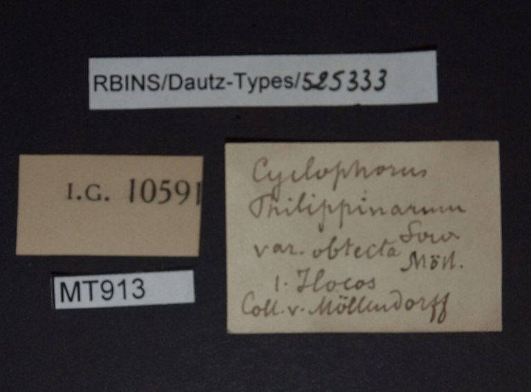 BE-RBINS-INV PARATYPE MT 913 Cyclophorus philippinarum var. obtecta LABELS.jpg