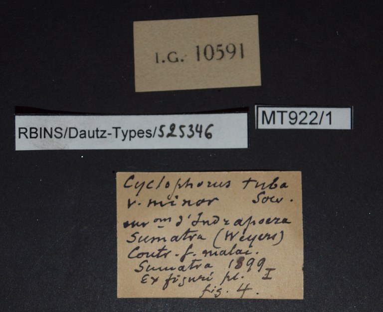 BE-RBINS-INV LECTOTYPE MT.922/1 Cyclophorus (Salpingophorus) tuba var. minorl LABELS