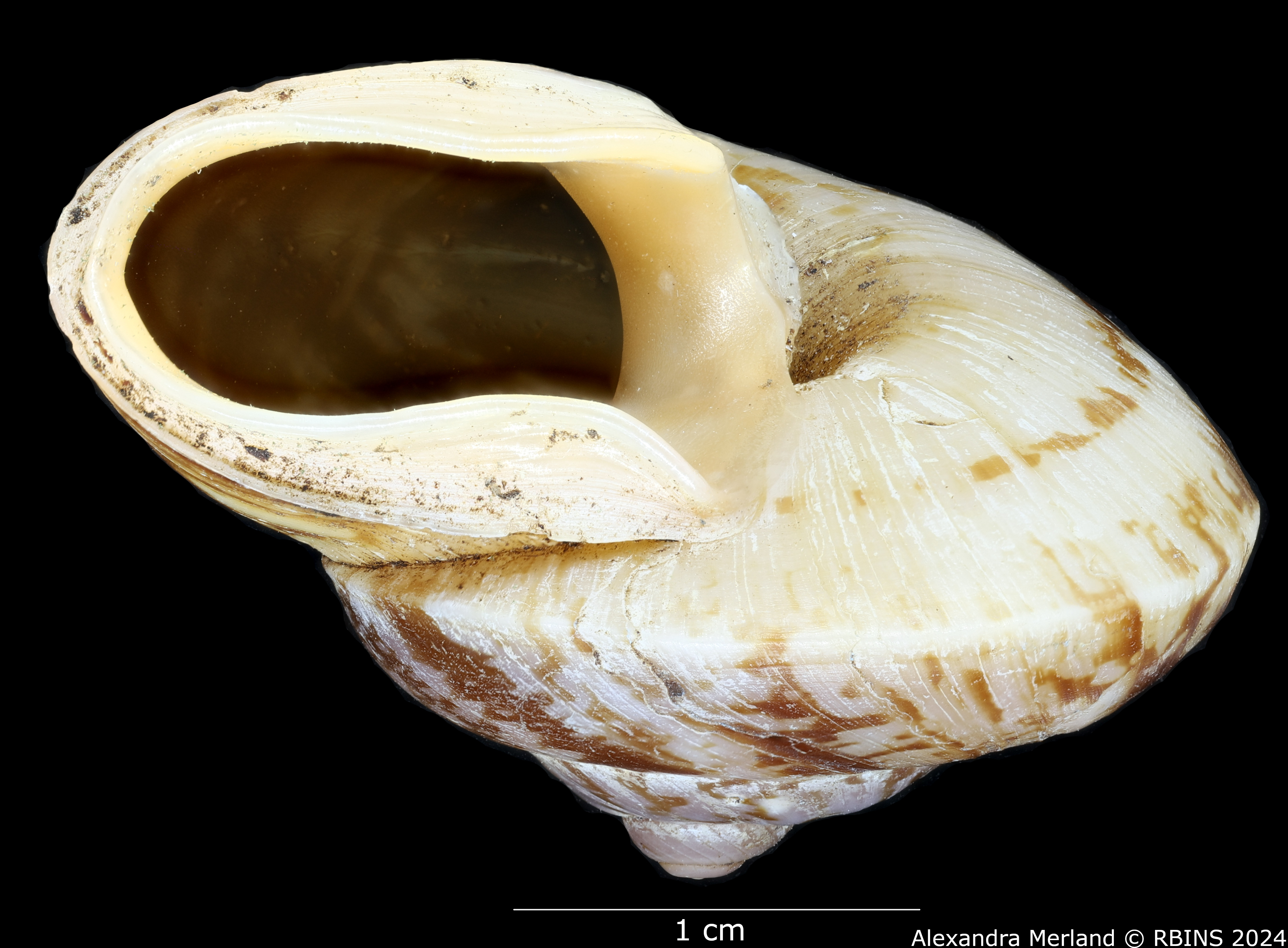 BE-RBINS-INV-MT-3384-Cyclophorus-stevenabbasorum-pt-L.jpg
